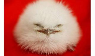 2009年日全食 2009年日全食